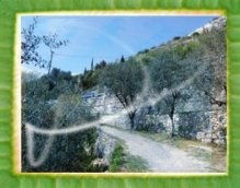 Passeggiata da Nago a Torbole, tra gli uliveti.