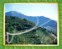 Salita da Riva del Garda verso Tenno: la viticoltura copre le colline. 